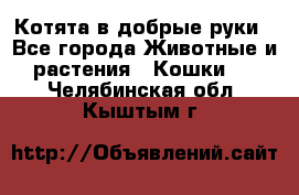 Котята в добрые руки - Все города Животные и растения » Кошки   . Челябинская обл.,Кыштым г.